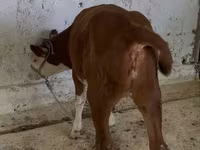 Touro, Simmental cattle — foto 4