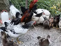 Chickens — fotografija 1