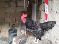 Chickens — عکس 4