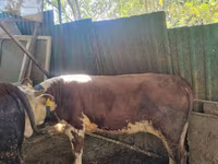 雄牛, Simmental cattle — 写真 1