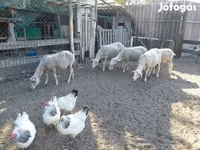 Ոչխար, Lacaune sheep — լուսանկար 8