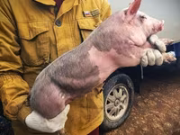 Sow, Pigs — photo 1