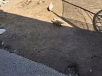 Ducks — Foto 2