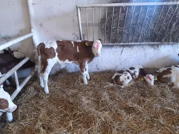 Býk, Simmental cattle