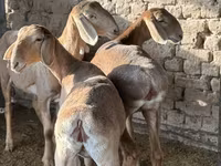 Pecora, Arashan sheep — foto 2