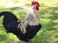 Chickens — تصویر 3