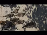 Ducks — fotografija 4