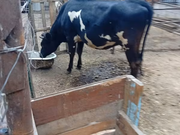 Krava, Holštýnské plemeno
