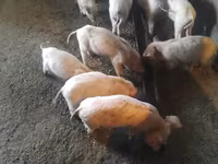 Locha, Świnie — zdjęcie 1
