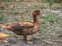 Ducks — புகைப்படம் 1