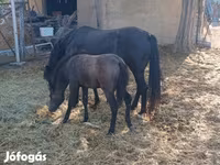 Faras dhaddig, Horses — sawirka 2