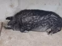 Vind jumate din porcină de mangalița — foto 2