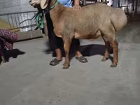 Ovan, Arashan sheep — fotografija 1