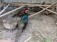Chickens — عکس 6