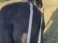 اسب نر, Nonius horse — عکس 2