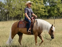 Айғыр, Quarter Horse — 8-сурет