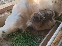 براهما — عکس 3