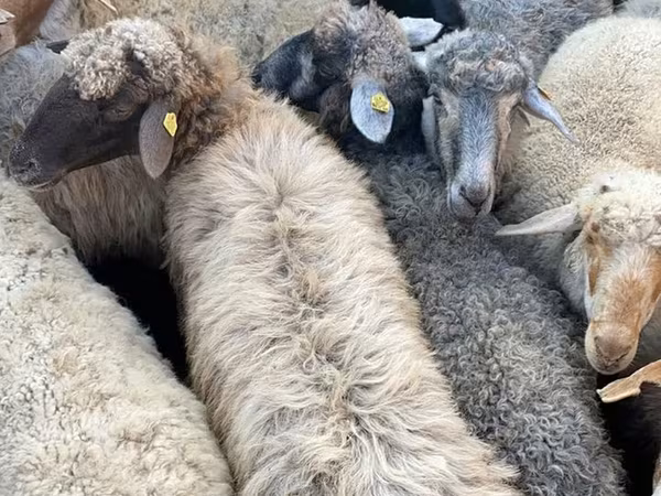 Sheep, Sheep — Moldova