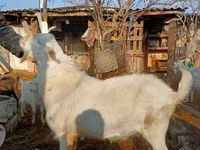 Billy Goat, Saanen goat — photo 1