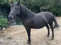 ม้าตัวเมีย, Hucul pony — รูปภาพ 1