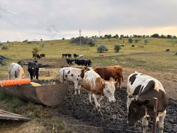 گاو نر, Simmental cattle