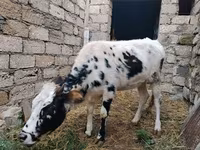 ላም, Russian Black pied cattle — ፎቶ 2