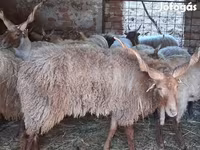 Baran, Racka sheep — zdjęcie 1