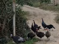 Turkeys — foto 5