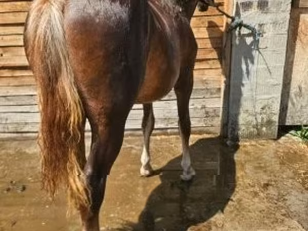 母马, Horses