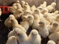 Chickens — foto 1