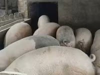 ஆண் பன்றி, பன்றிகள் — புகைப்படம் 1