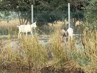 แพะตัวเมีย, Saanen goat — รูปภาพ 6