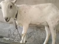 بز (گروه، جنسیت مشخص نشده), Barbari goats — عکس 3