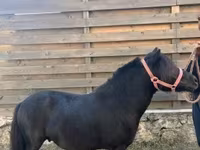 ცხენი, ცხენები — ფოტო 2