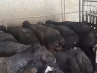 قوچ, Rhon sheep — عکس 5
