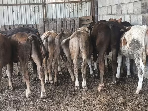 Aberdeen Angus
