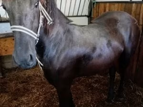 مادیان, Friesian