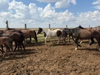 Cavalo, Horse breed — foto 6