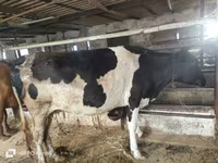 雌牛, Russian Black pied cattle — 写真 5