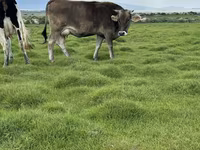 雌牛, Swiss cattle — 写真 5