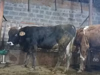 Lembu jantan, Cattle — foto 5