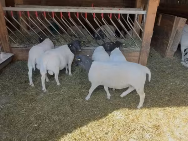 भेड़, Dorper sheep