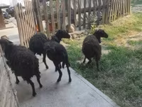 Schaap, Ouessant sheep — foto 2