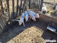 Babi betina, Pigs — foto 3