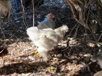 Silkie — foto 3