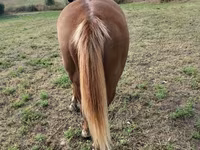 母马, Horses — 照片 5