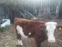 Sapi (batch, jenis kelamin tidak disebutkan), Simmental cattle — foto 1