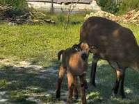 Kambing jantan, Goats — foto 3