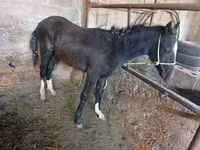 Atlar (partiya, cinsi göstərilməyib), Atlar — foto 2