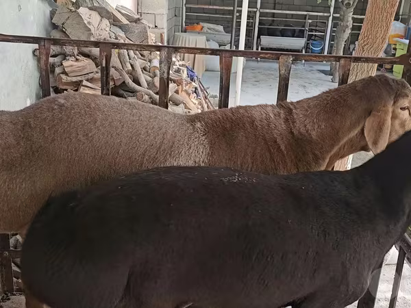 Ram, Baerchuke sheep — Uzbekistan